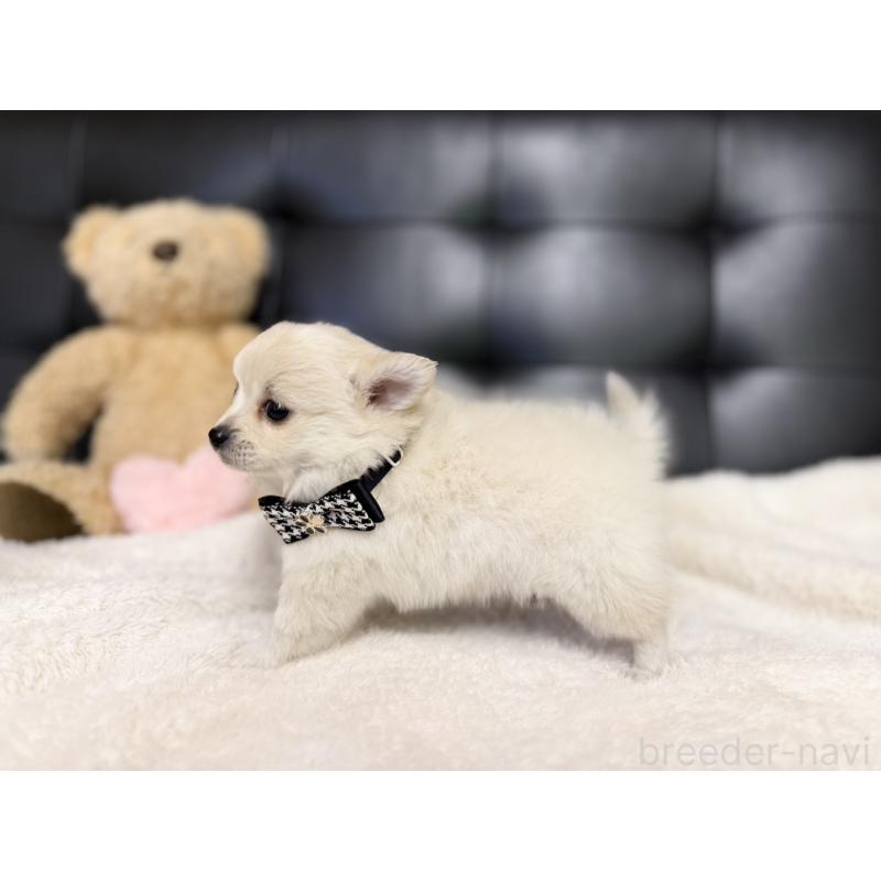 販売中の愛知県のポメチワ:ポメラニアン×チワワ-427322の3枚目