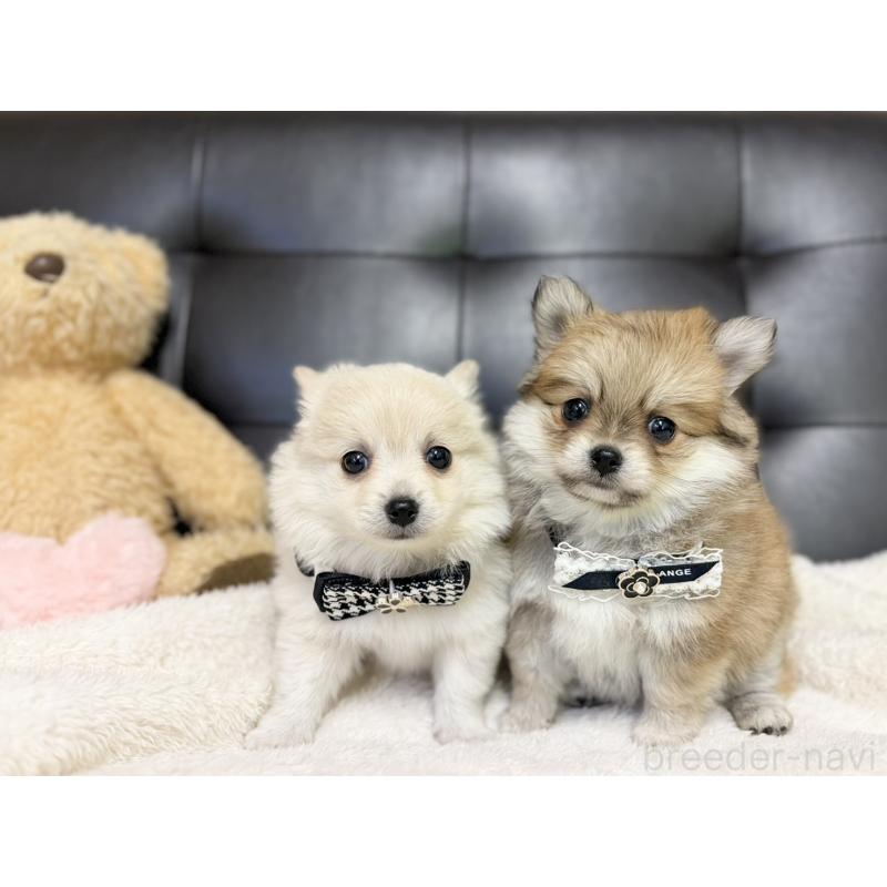 販売中の愛知県のポメチワ:ポメラニアン×チワワ-427322の2枚目