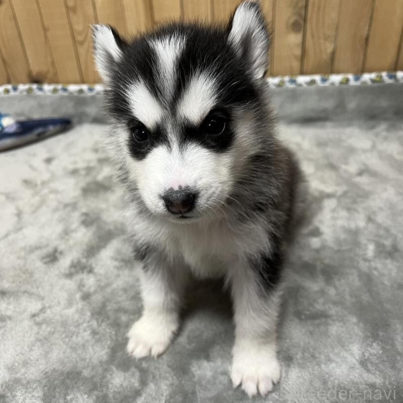 販売中の静岡県のシベリアンハスキー-427323