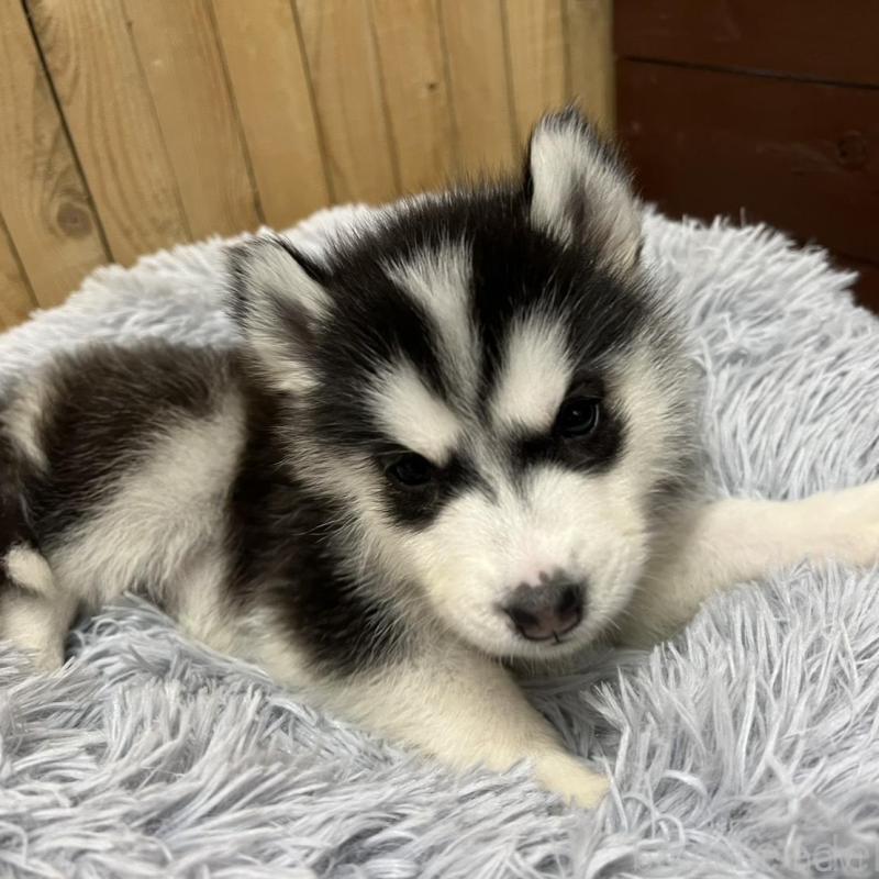 販売中の静岡県のシベリアンハスキー-427323の3枚目