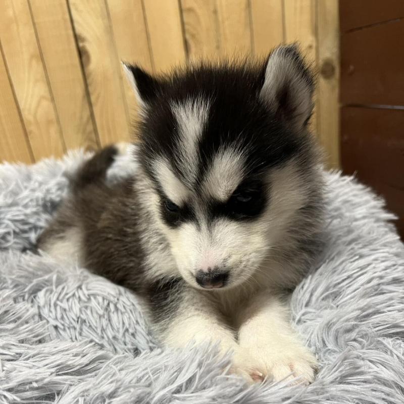 販売中の静岡県のシベリアンハスキー-427323の2枚目