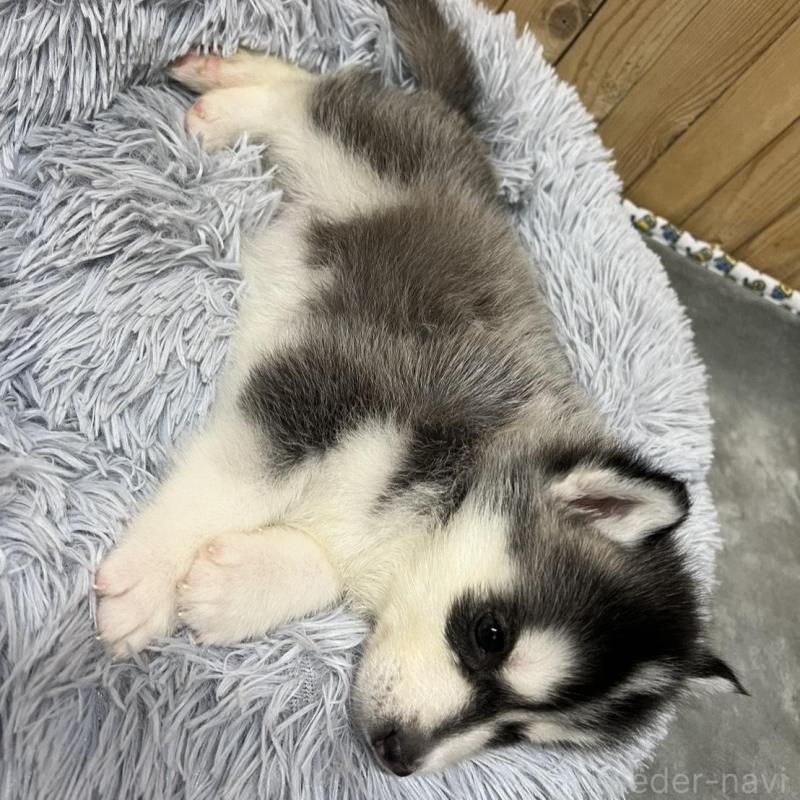 販売中の静岡県のシベリアンハスキー-427325の3枚目