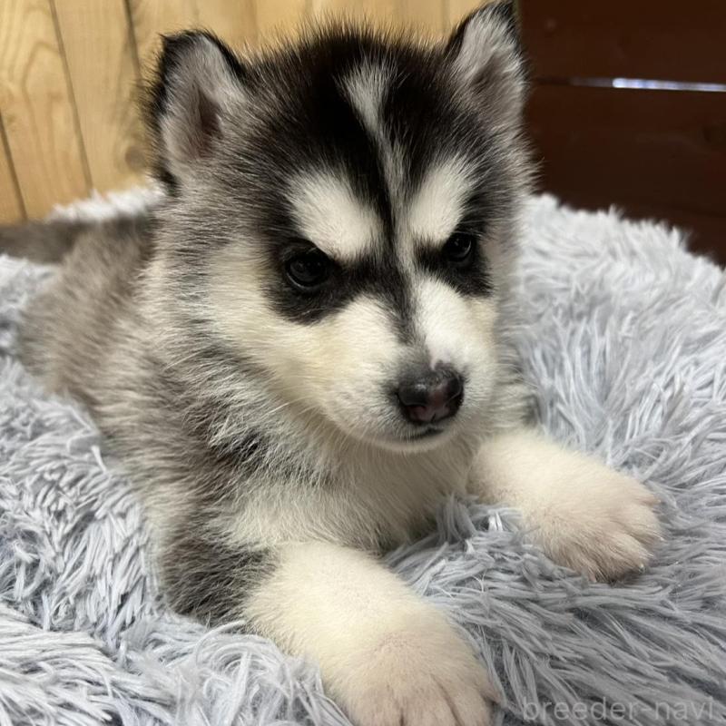 販売中の静岡県のシベリアンハスキー-427325の2枚目