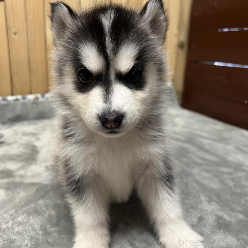 販売中の静岡県のシベリアンハスキー-427325の1枚目