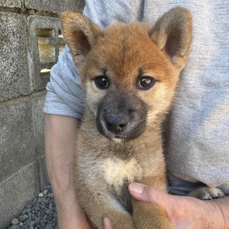 販売中の茨城県の柴犬-427326の1枚目