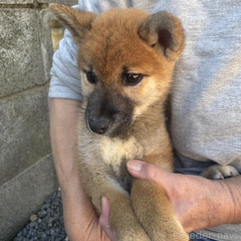販売中の茨城県の柴犬-427326の3枚目