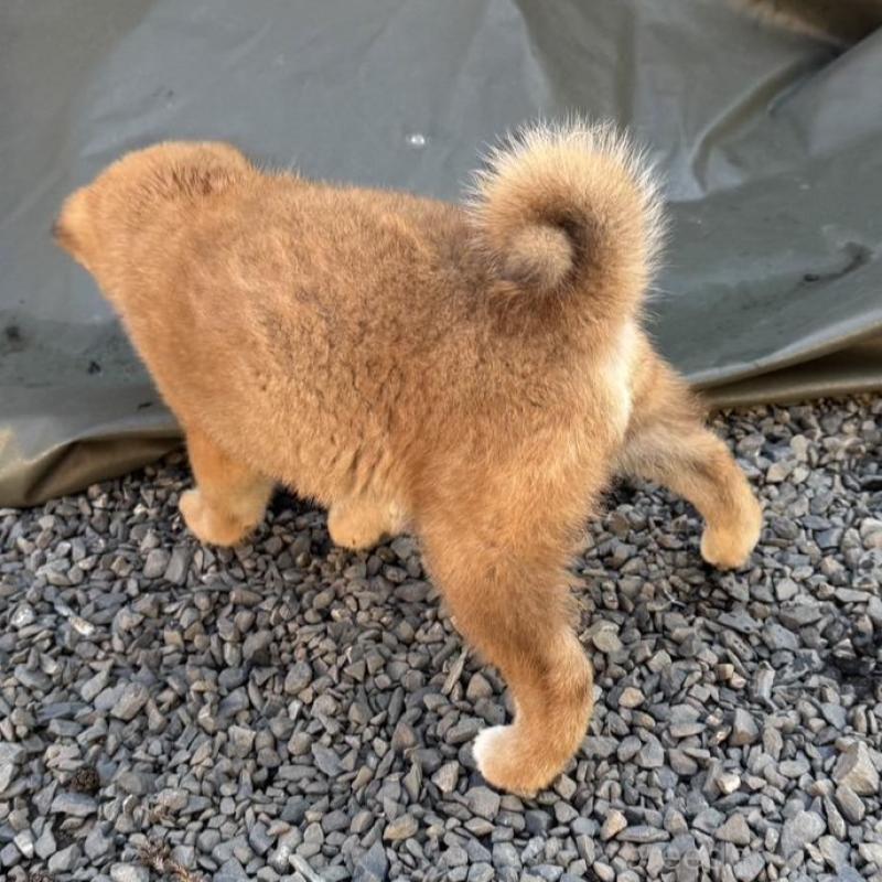 販売中の茨城県の柴犬-427326の2枚目