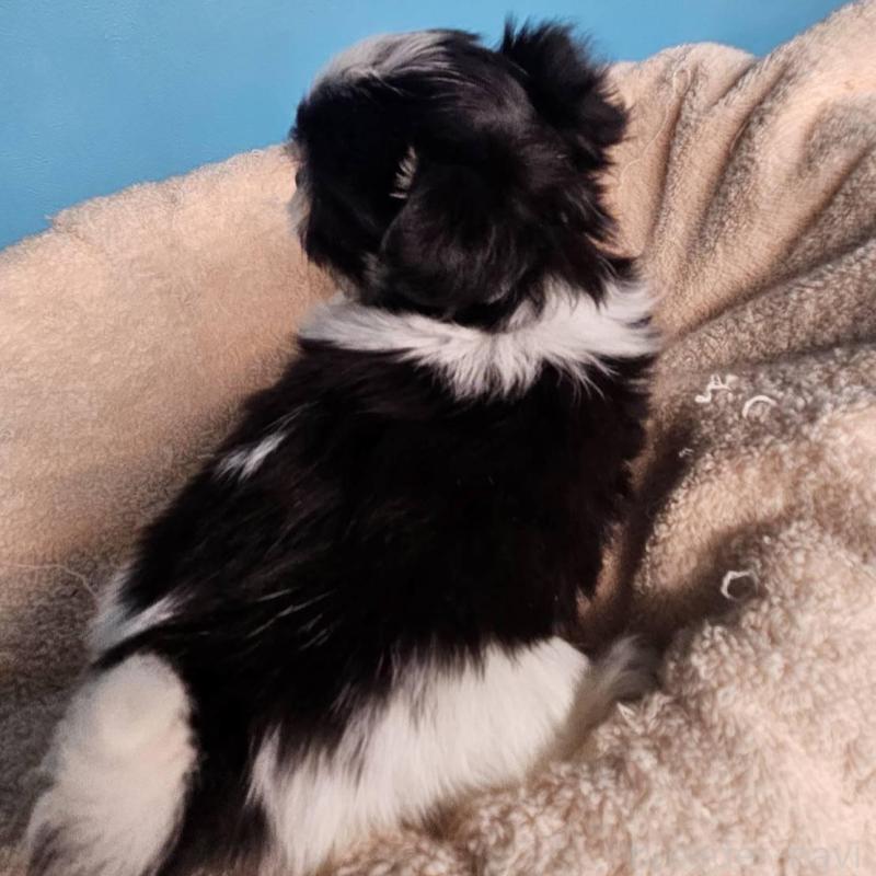 販売中の東京都のチワマル:チワワ×マルチーズ-427327の4枚目