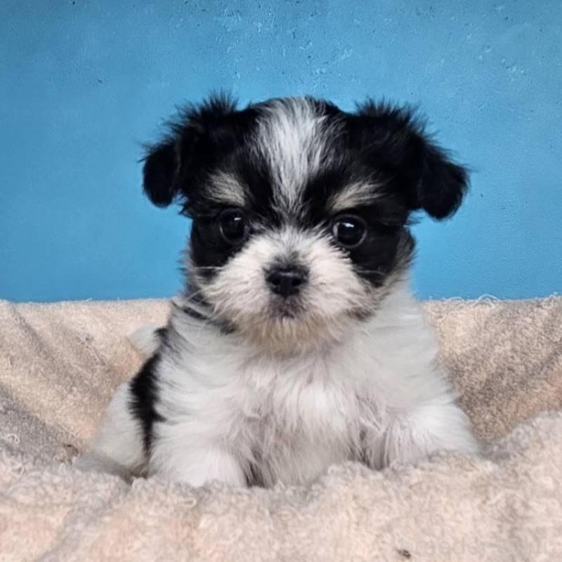 販売中の東京都のチワマル:チワワ×マルチーズ-427327の3枚目