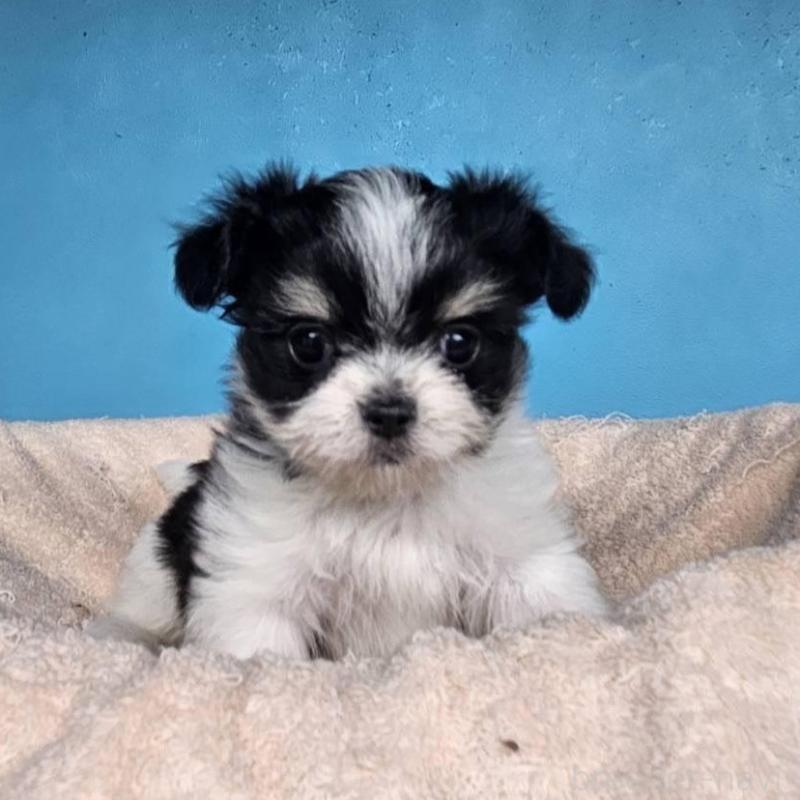 販売中の東京都のチワマル:チワワ×マルチーズ-427327の2枚目