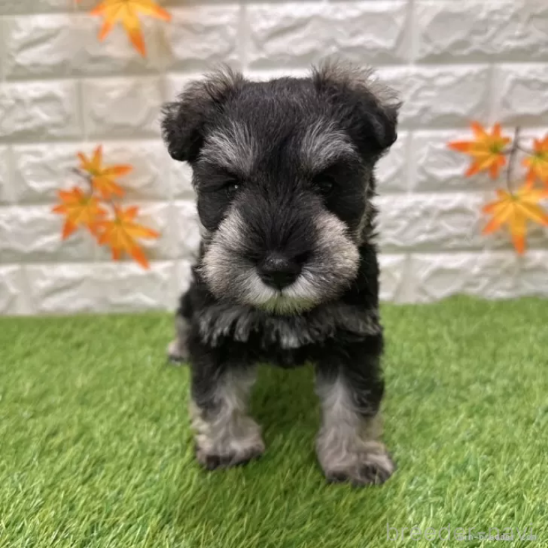 販売中の愛知県のミニチュアシュナウザー-426401