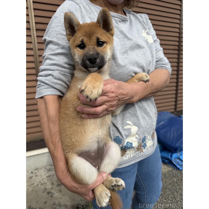 販売中の茨城県の柴犬-427328の5枚目