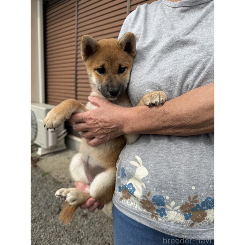 販売中の茨城県の柴犬-427328の4枚目