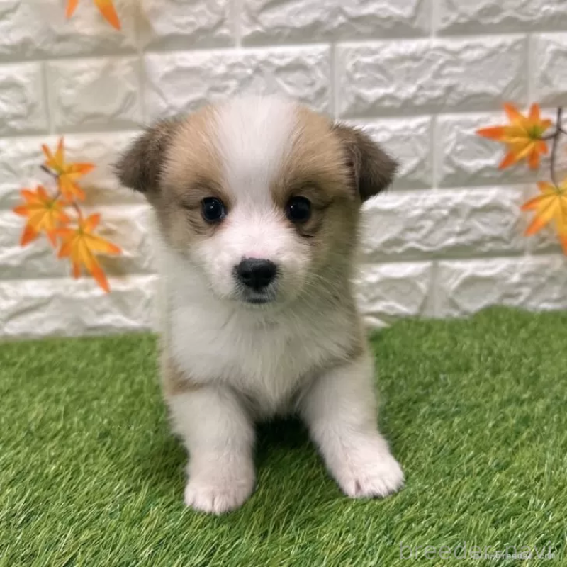 販売中の愛知県のウェルシュコーギーペンブローク-426390