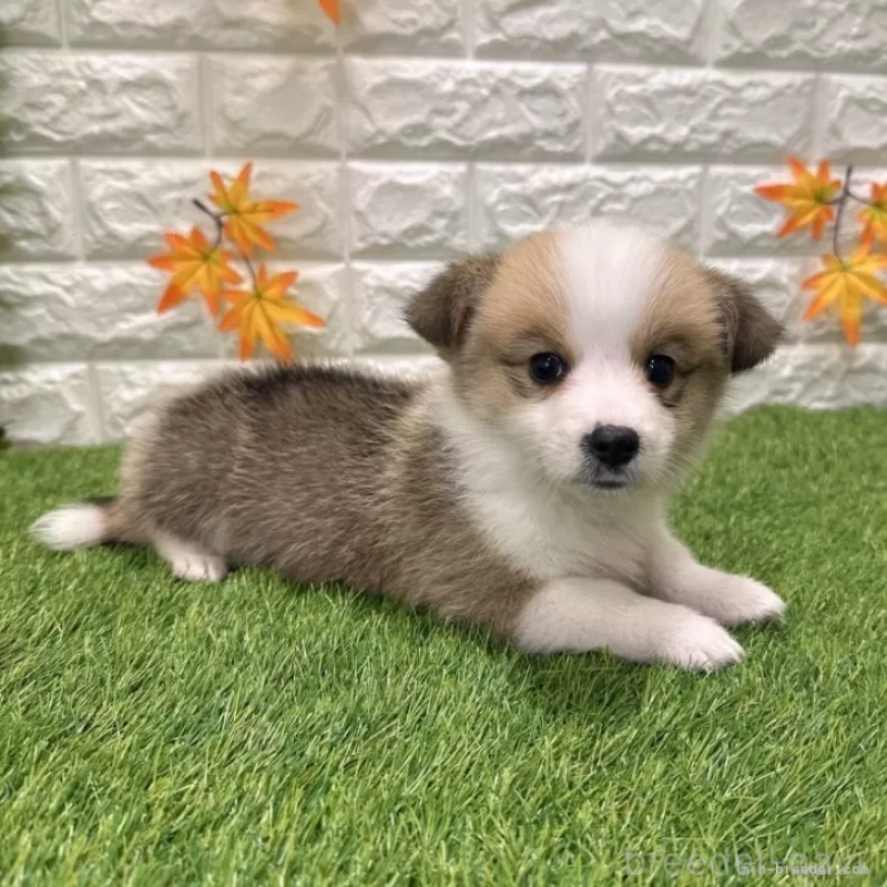 成約済の愛知県のウェルシュコーギーペンブローク-426390の5枚目