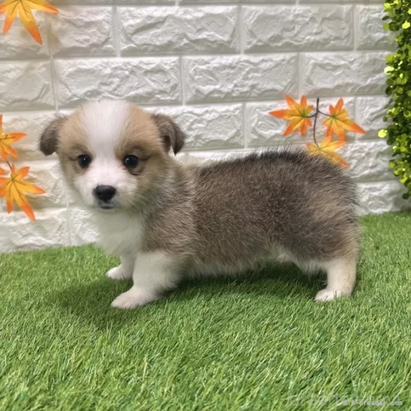 成約済の愛知県のウェルシュコーギーペンブローク-426390の4枚目