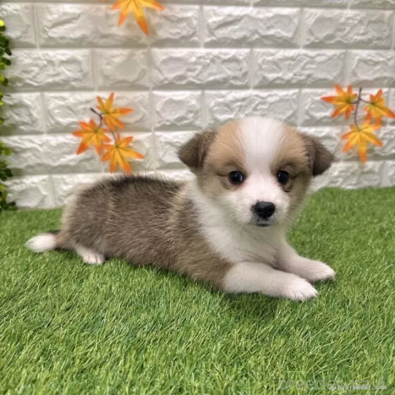 成約済の愛知県のウェルシュコーギーペンブローク-426390の3枚目