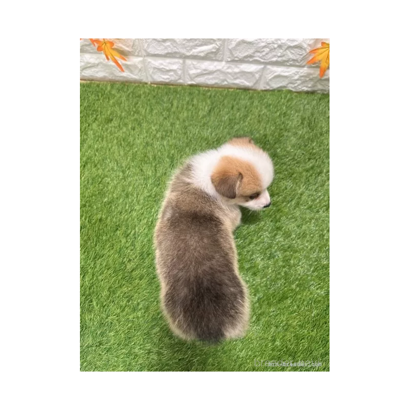 成約済の愛知県のウェルシュコーギーペンブローク-426390の2枚目