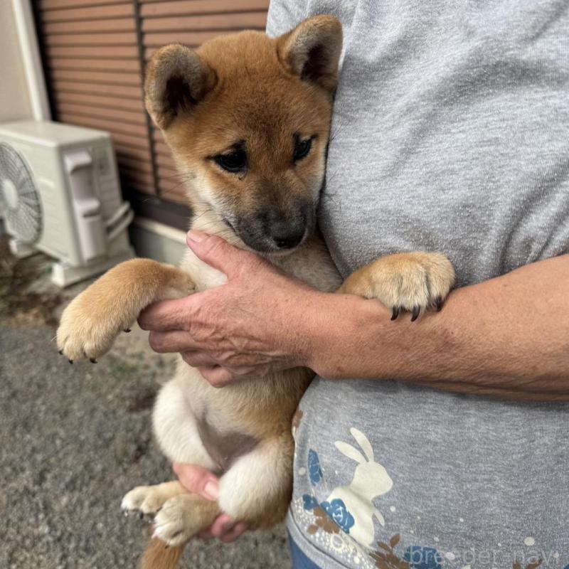 販売中の茨城県の柴犬-427328の3枚目