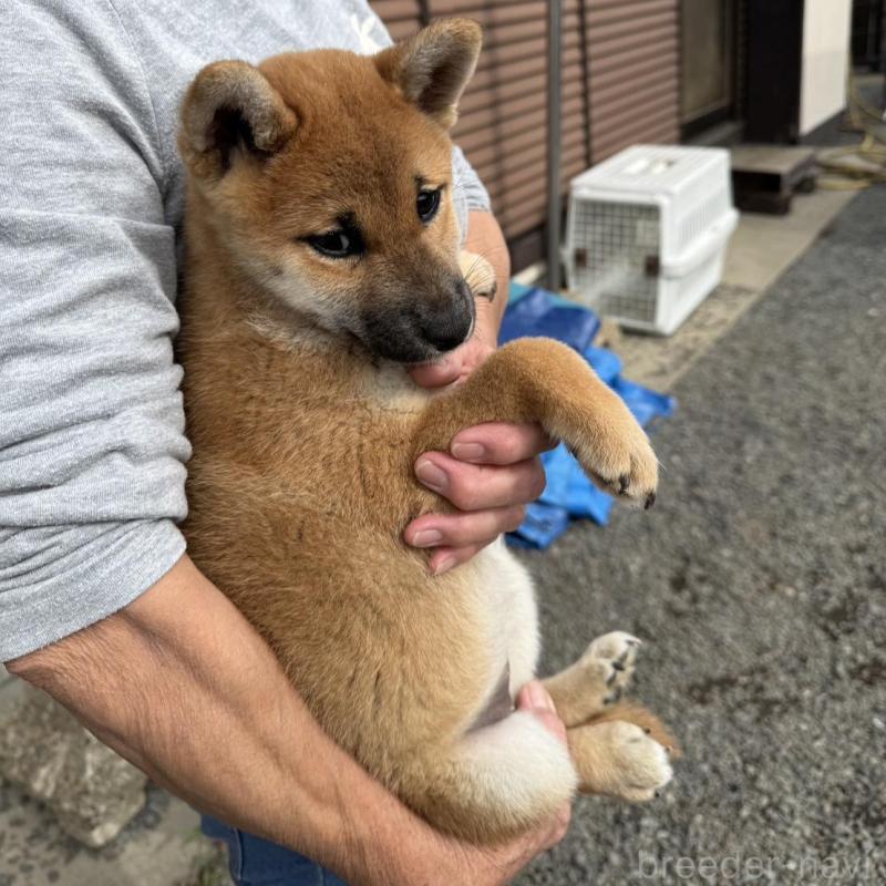 販売中の茨城県の柴犬-427328