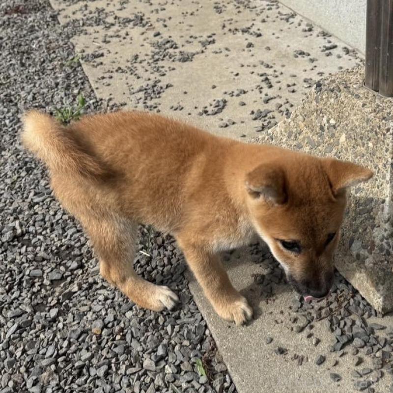 販売中の茨城県の柴犬-427328の2枚目