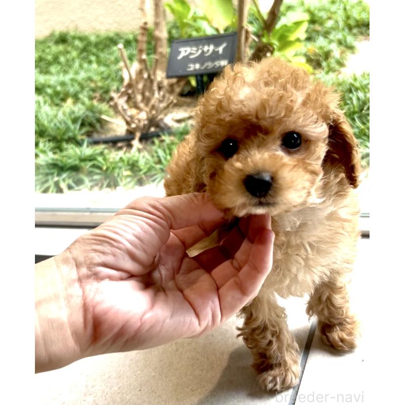 販売中の奈良県のトイプードル-427165