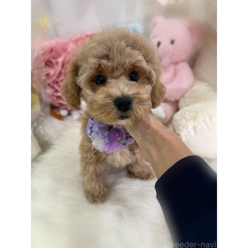 販売中の香川県のビションプー:ビションフリーゼ×トイプードル-417284の8枚目