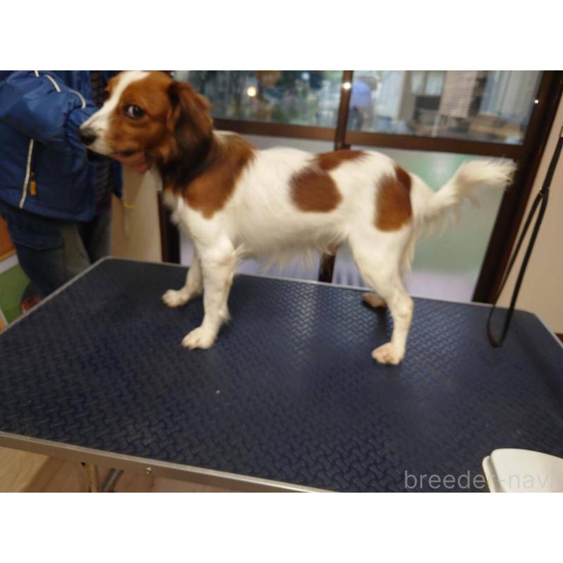 販売中の福岡県のコーイケルホンディエ-427333の3枚目