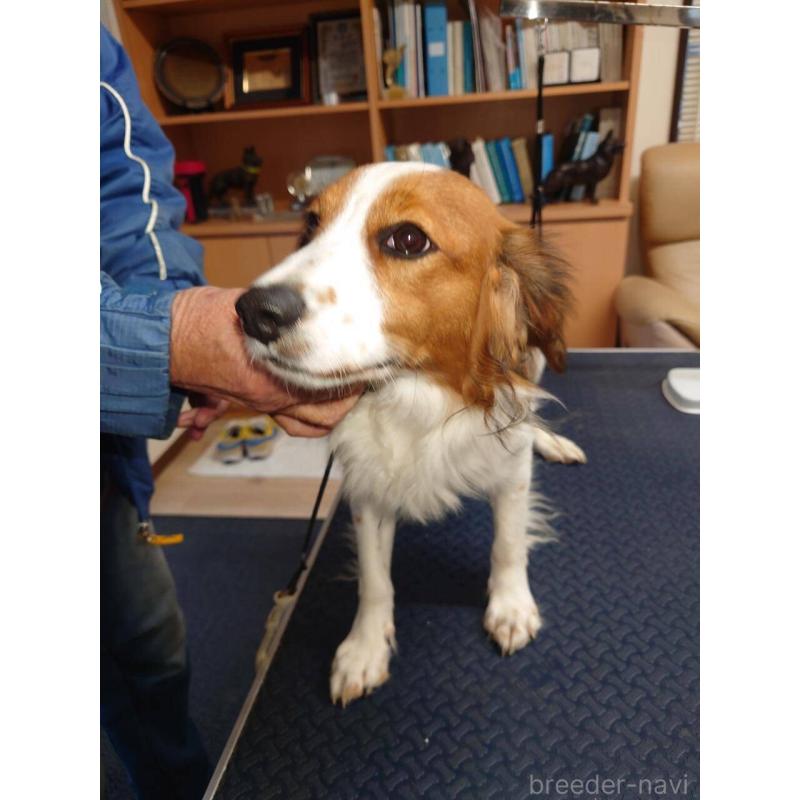 販売中の福岡県のコーイケルホンディエ-427333の2枚目