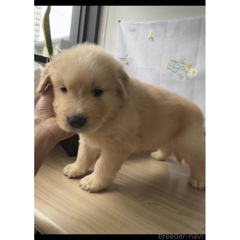 販売中の福岡県のゴールデンレトリーバー-427335の3枚目