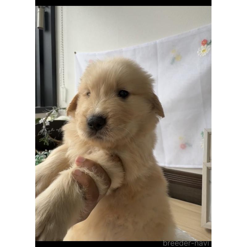 販売中の福岡県のゴールデンレトリーバー-427335の2枚目