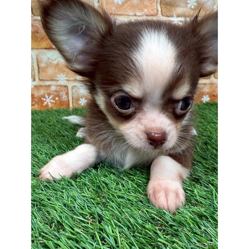 成約済の福岡県のチワワ(ロングコート)-420578の2枚目