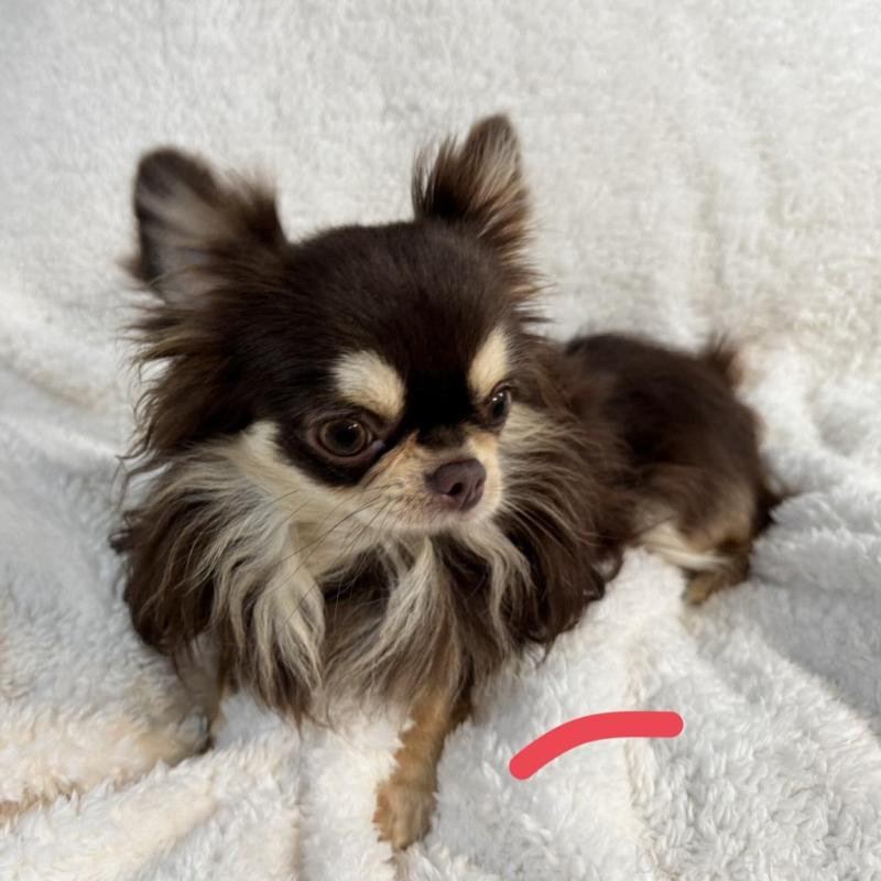 販売中の滋賀県のチワワ(ロングコート)-427334の1枚目