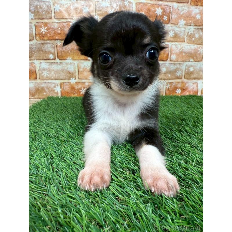 成約済の福岡県のチワワ(ロングコート)-420580の2枚目