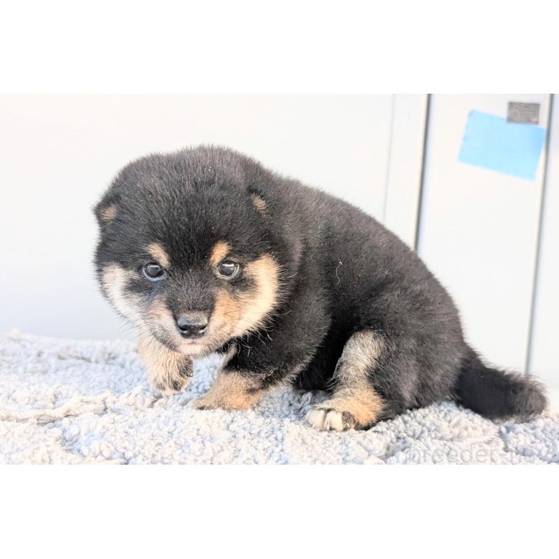 販売中の千葉県の柴犬-427387の3枚目