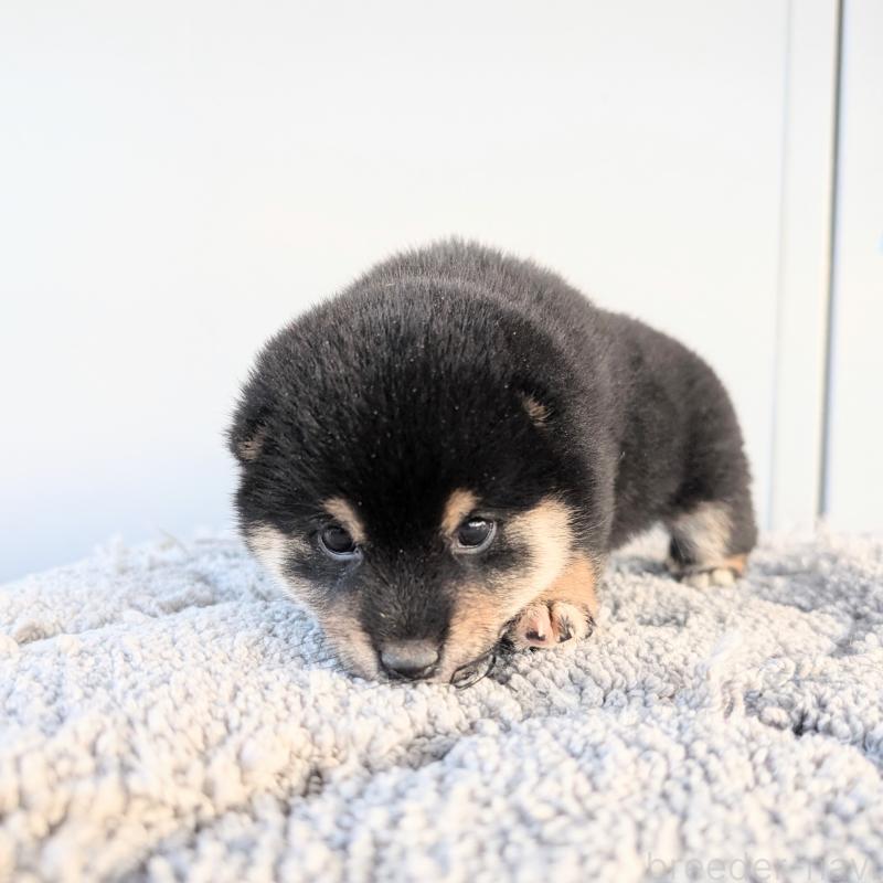 販売中の千葉県の柴犬-427387の2枚目