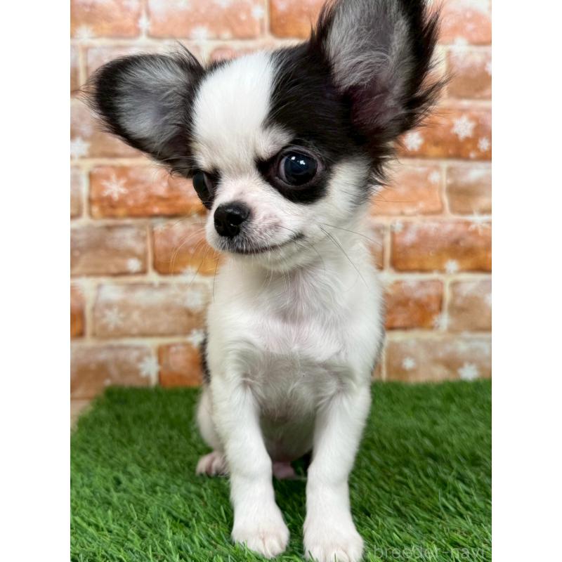 商談中の福岡県のチワワ(ロングコート)-413503の5枚目