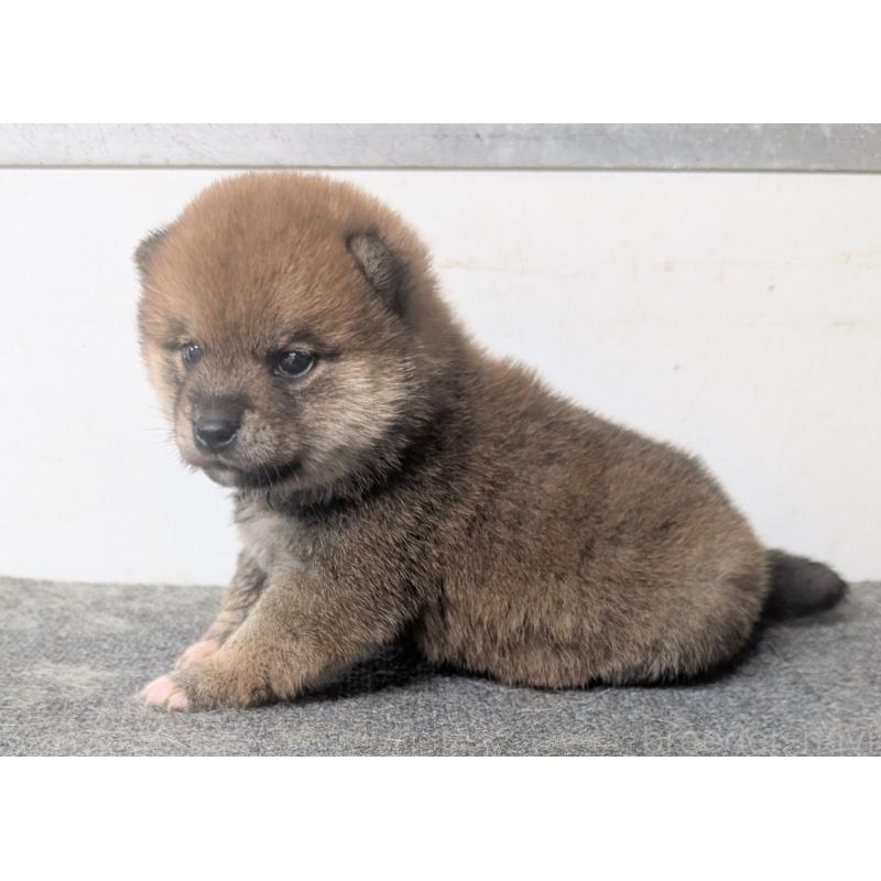 販売中の千葉県の豆柴-427385の4枚目