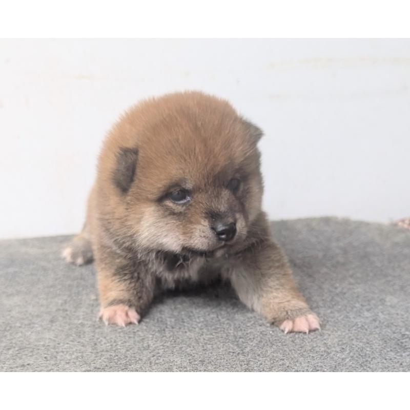 販売中の千葉県の豆柴-427385の3枚目