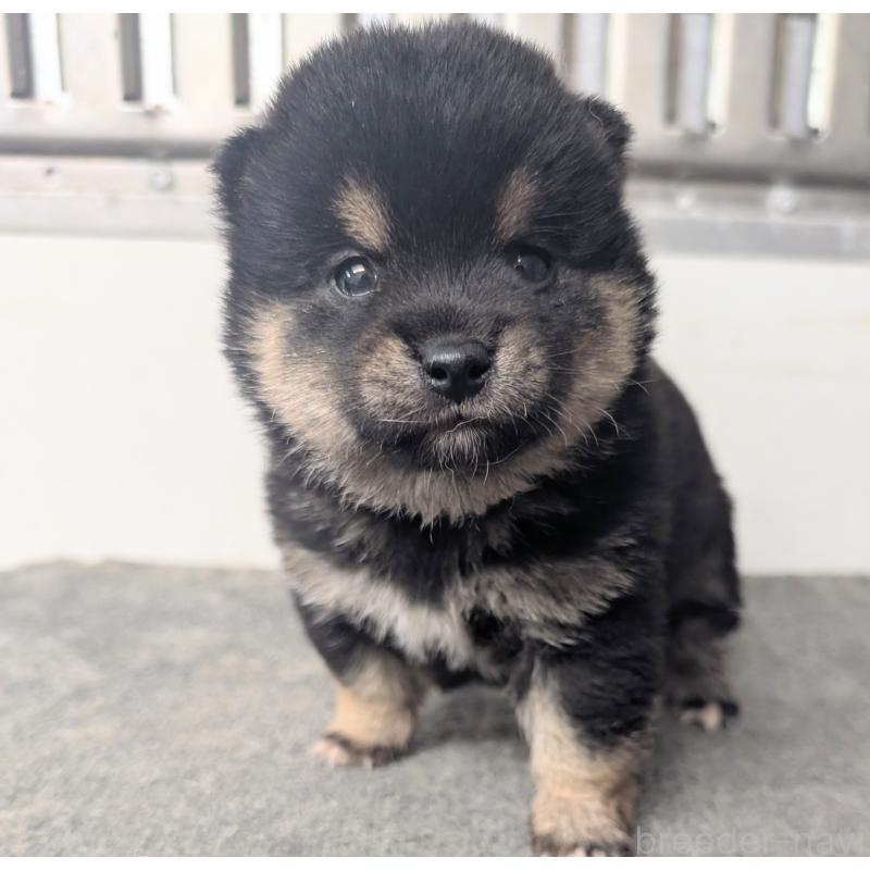 販売中の千葉県の豆柴-427384の3枚目