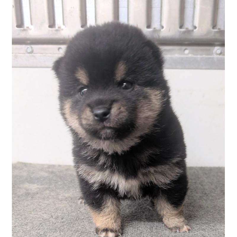 販売中の千葉県の豆柴-427384の2枚目