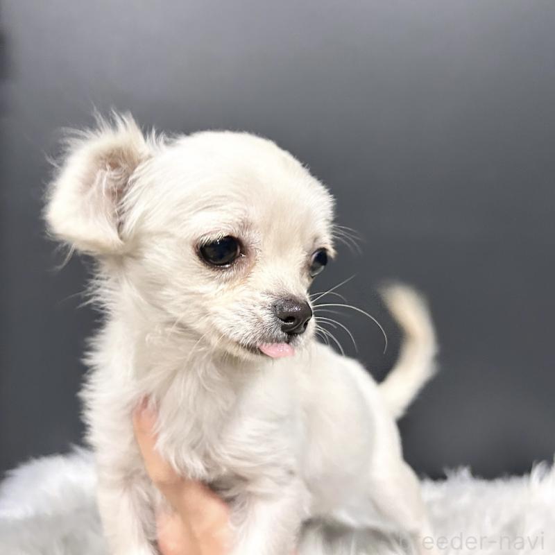 成約済の栃木県のチワプー:チワワ×トイプードル-415733の3枚目