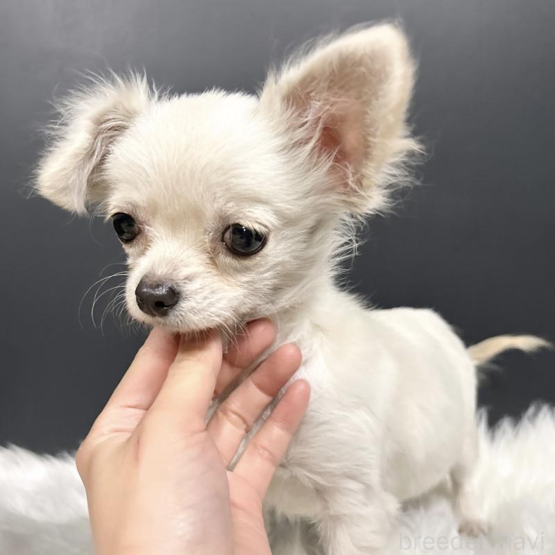 成約済の栃木県のチワプー:チワワ×トイプードル-415733の2枚目