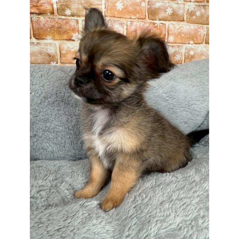 販売中の福岡県のチワワ(ロングコート)-420331の2枚目