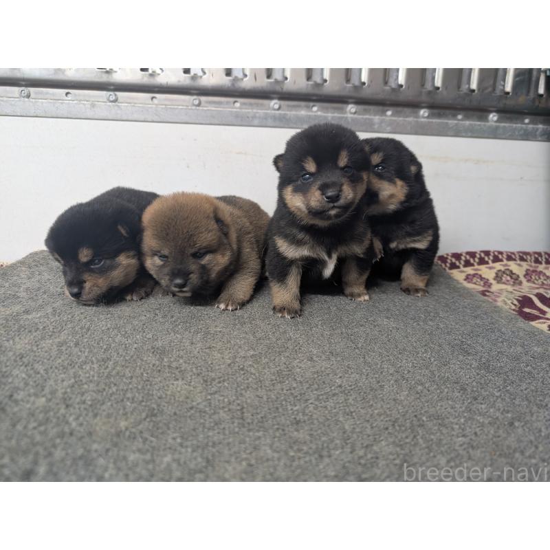 販売中の千葉県の豆柴-427491の8枚目