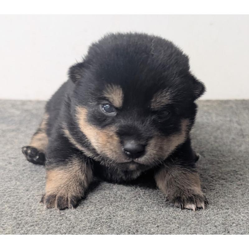 販売中の千葉県の豆柴-427491の7枚目