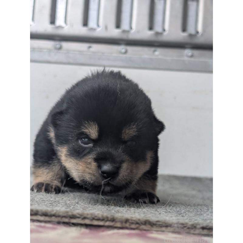 販売中の千葉県の豆柴-427491の6枚目