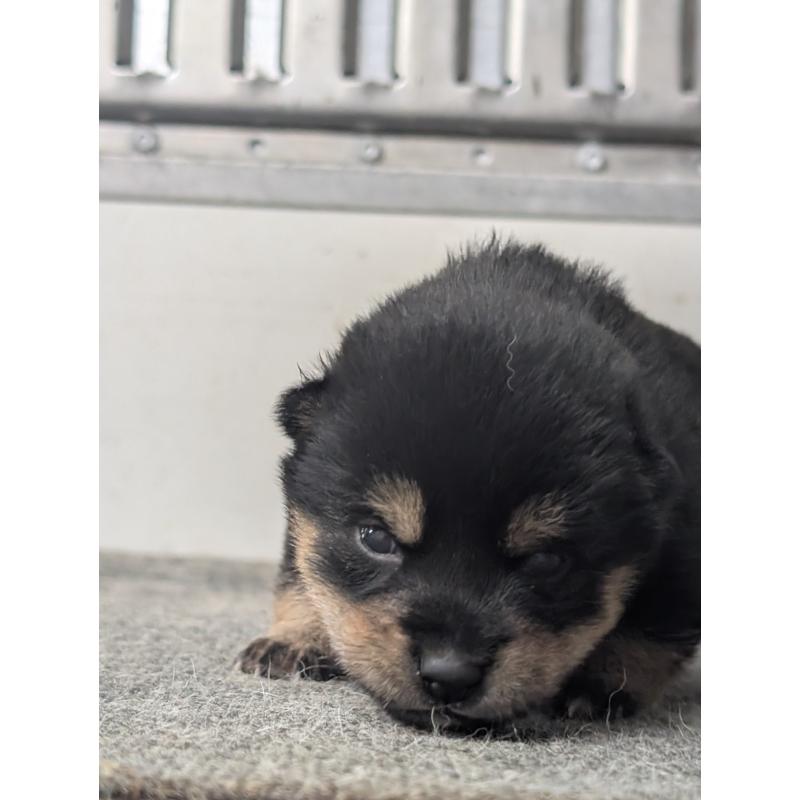 販売中の千葉県の豆柴-427491の5枚目