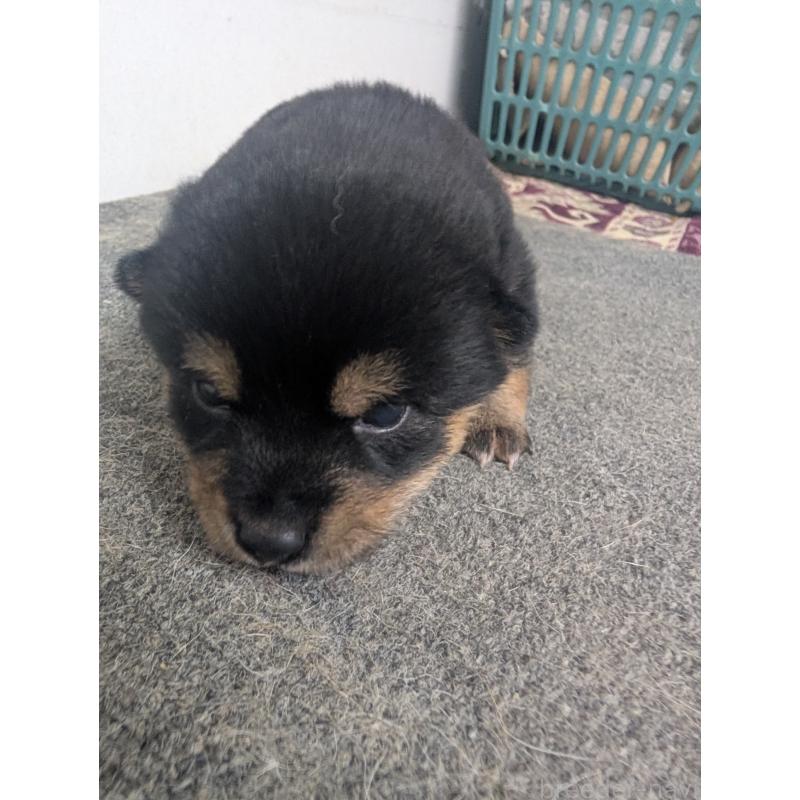 販売中の千葉県の豆柴-427491の4枚目