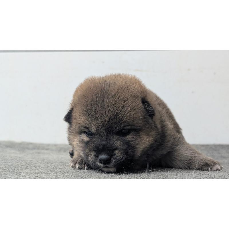 販売中の千葉県の豆柴-427490の4枚目